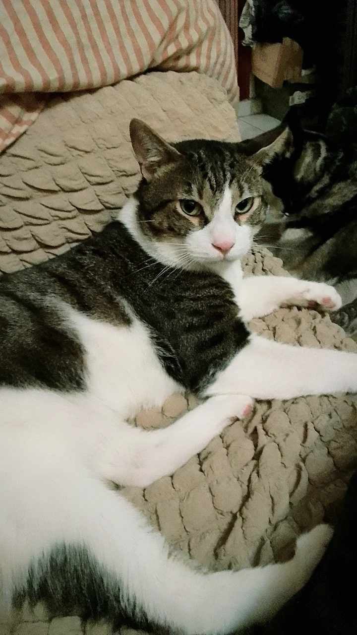 Nalo